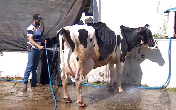 Homem lavando vaca que gera alta concentração de DBO