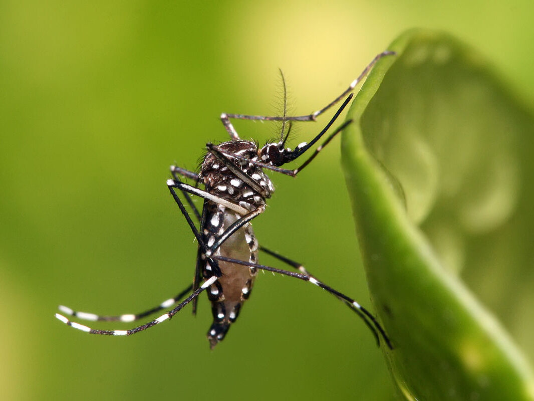 Aeração por Difusores no Tratamento de Mosquitos da Dengue