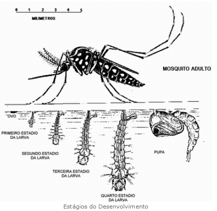 Mosquito da Dengue e suas fases de desenvolvimento