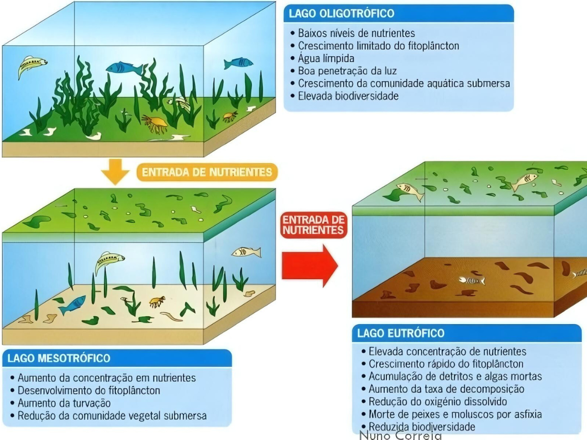 Processo de eutrofização de lagos e lagoas com excesso de nutrientes
